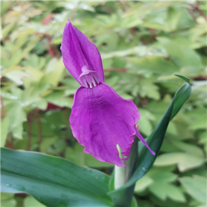 Roscoea Cautleyoides 'Purple Queen'